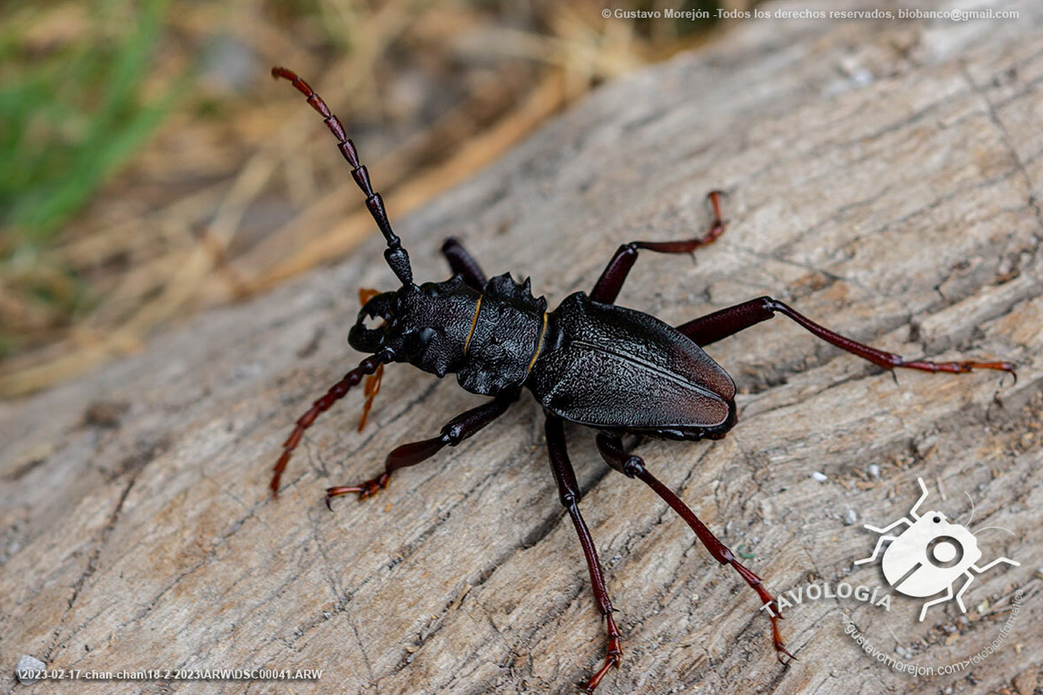 Prionacalus atys White, 1850