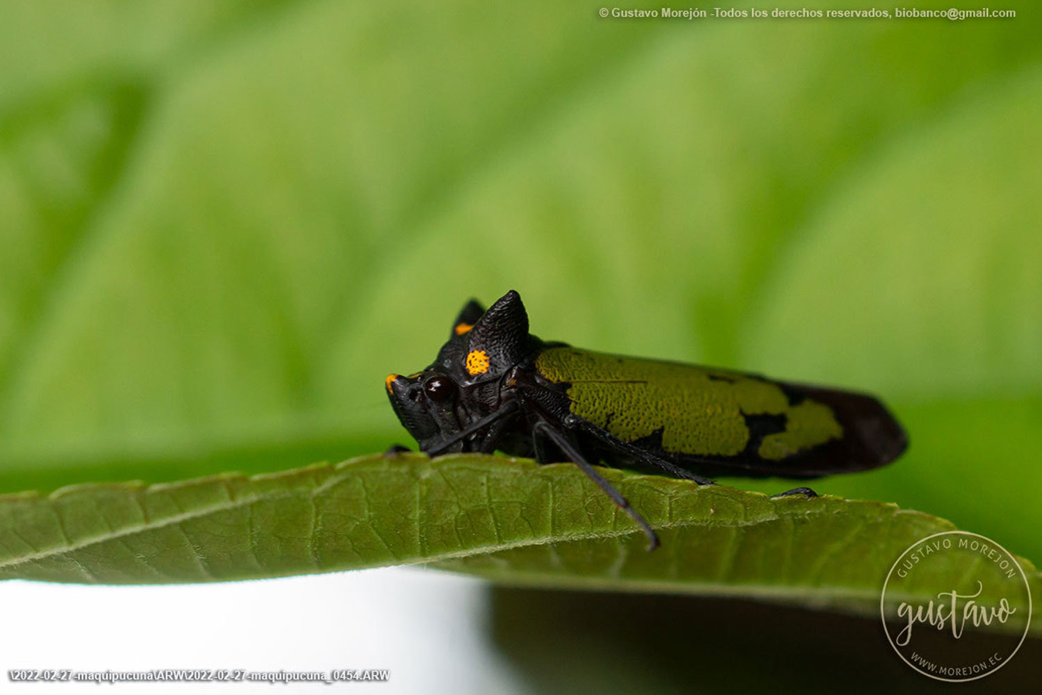 Zyzzogeton viridipennis (Latreille, 1809)