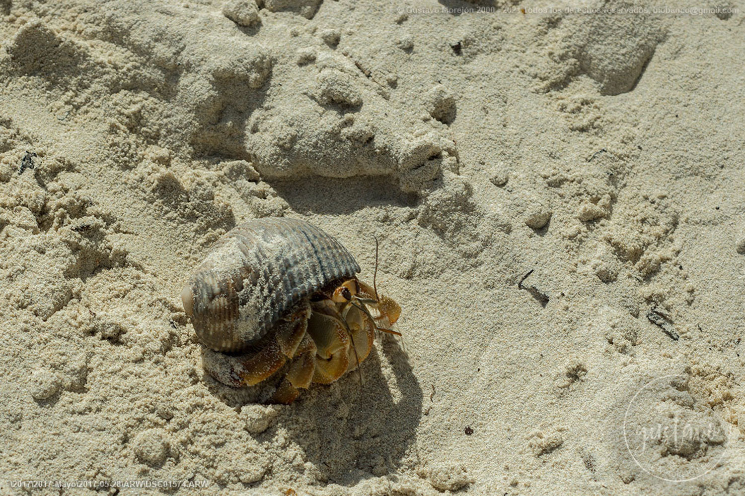 Coenobita compressus H.Milne Edwards, 1837