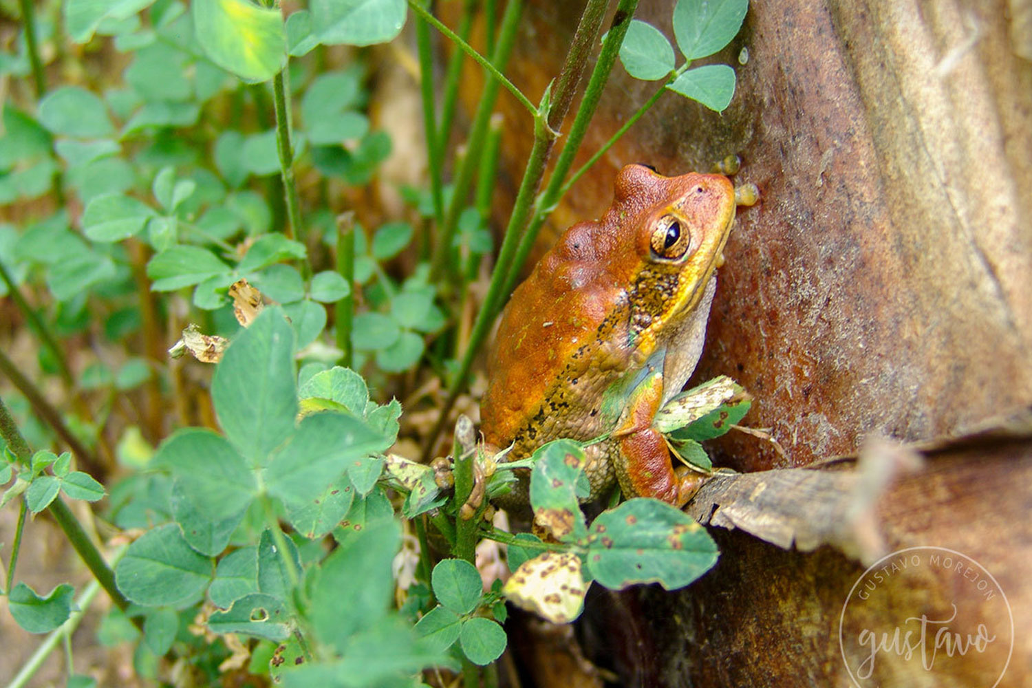 Gastrotheca cuencana Carvajal-Endara, Coloma, Morales-Mite, Guayasamin, Székely & Duellman, 2019
