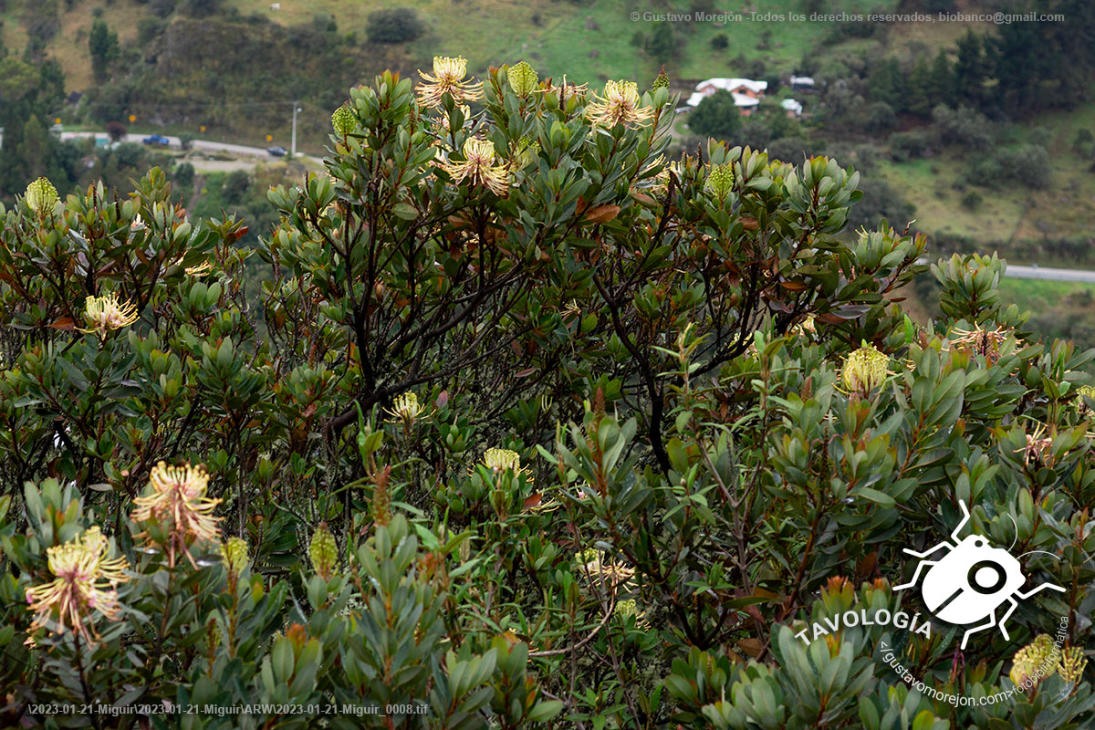 Oreocallis grandiflora (Lam.) R.Br.