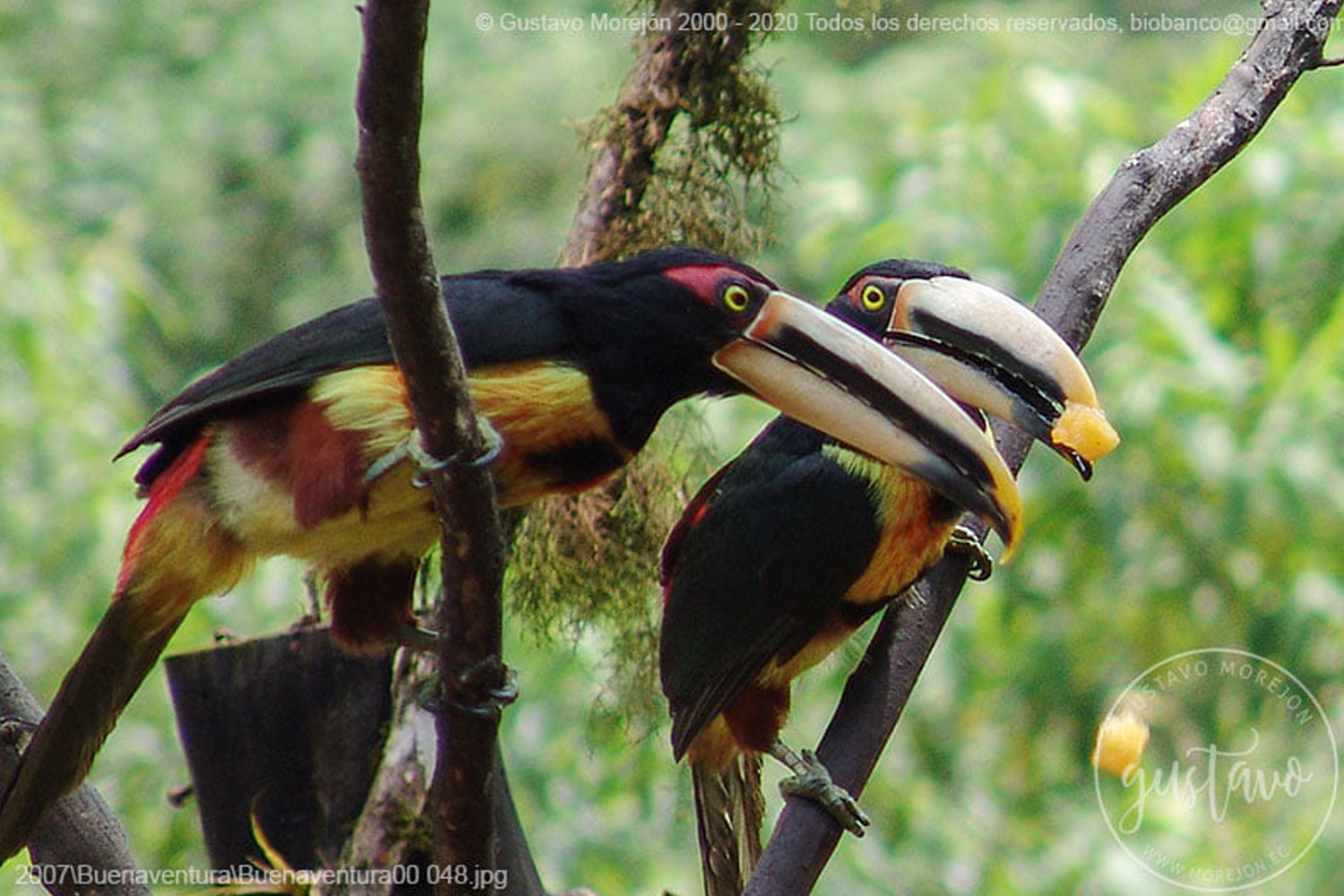 Pteroglossus torquatus erythropygius