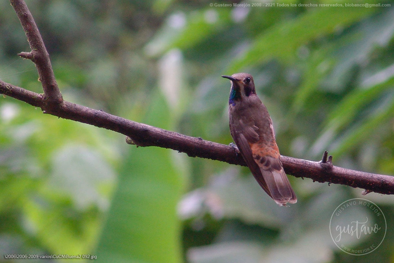 Colibri delphinae (R.Lesson, 1839)