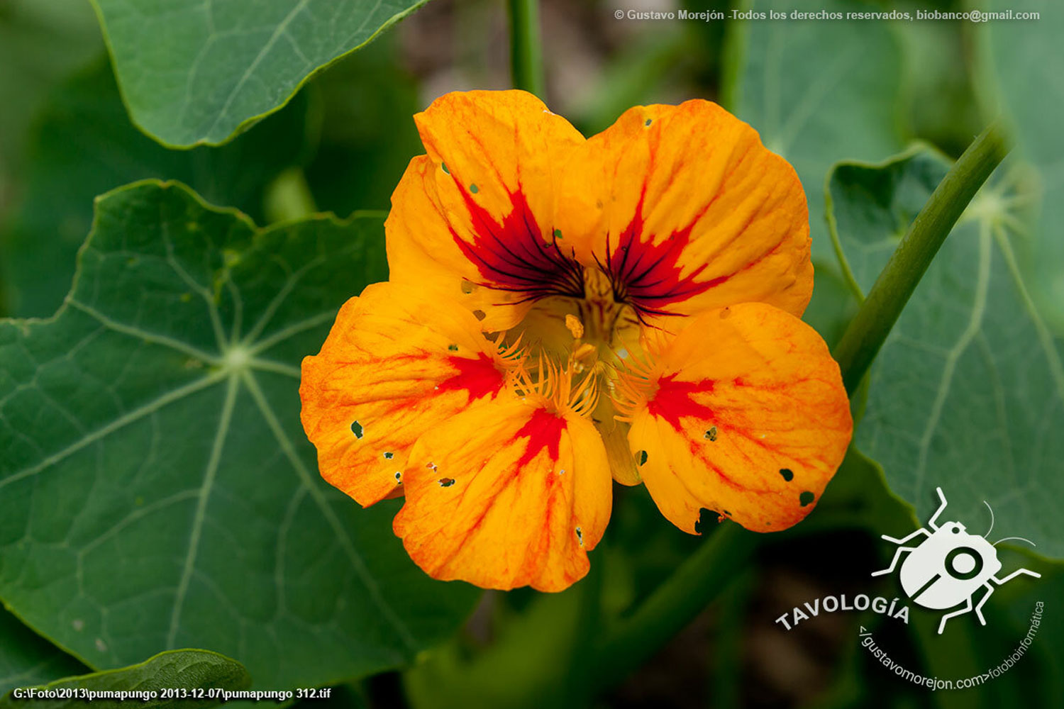 Tropaeolum majus L.