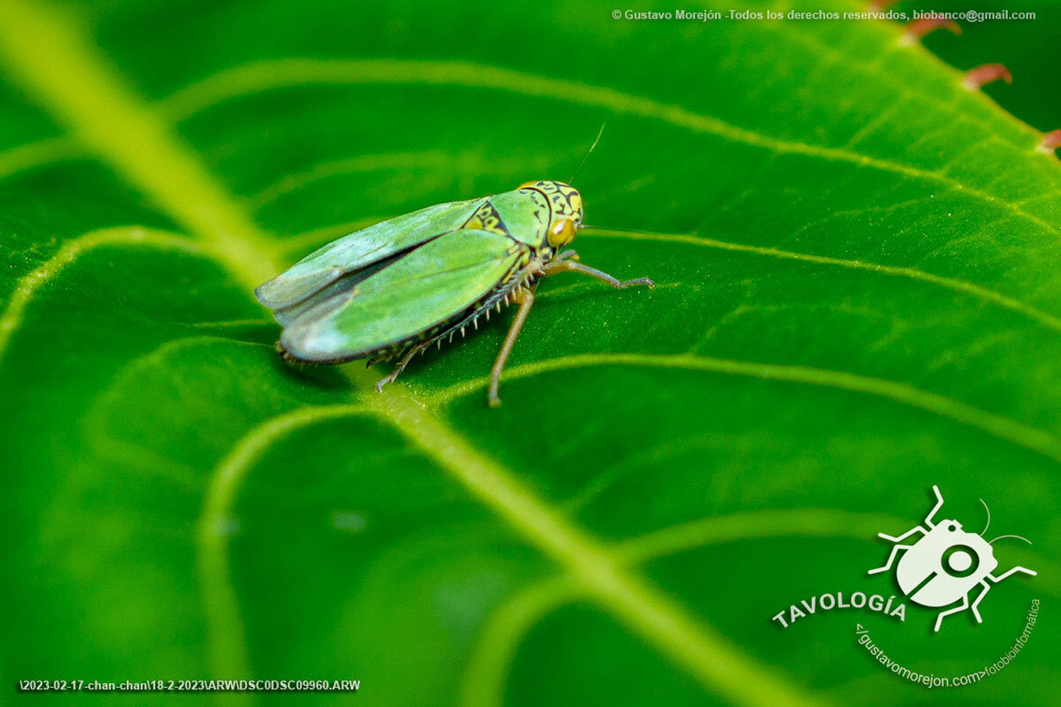 Tortigonalia longicaudata Lozada, 1992