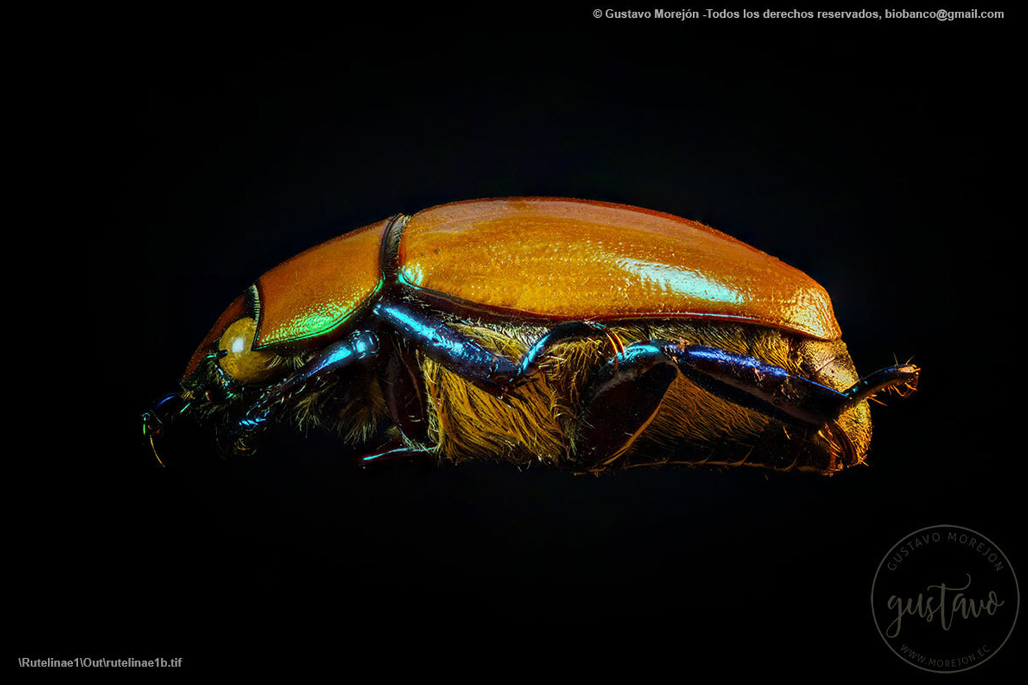 Pelidnota soederstroemi Ohaus, 1908