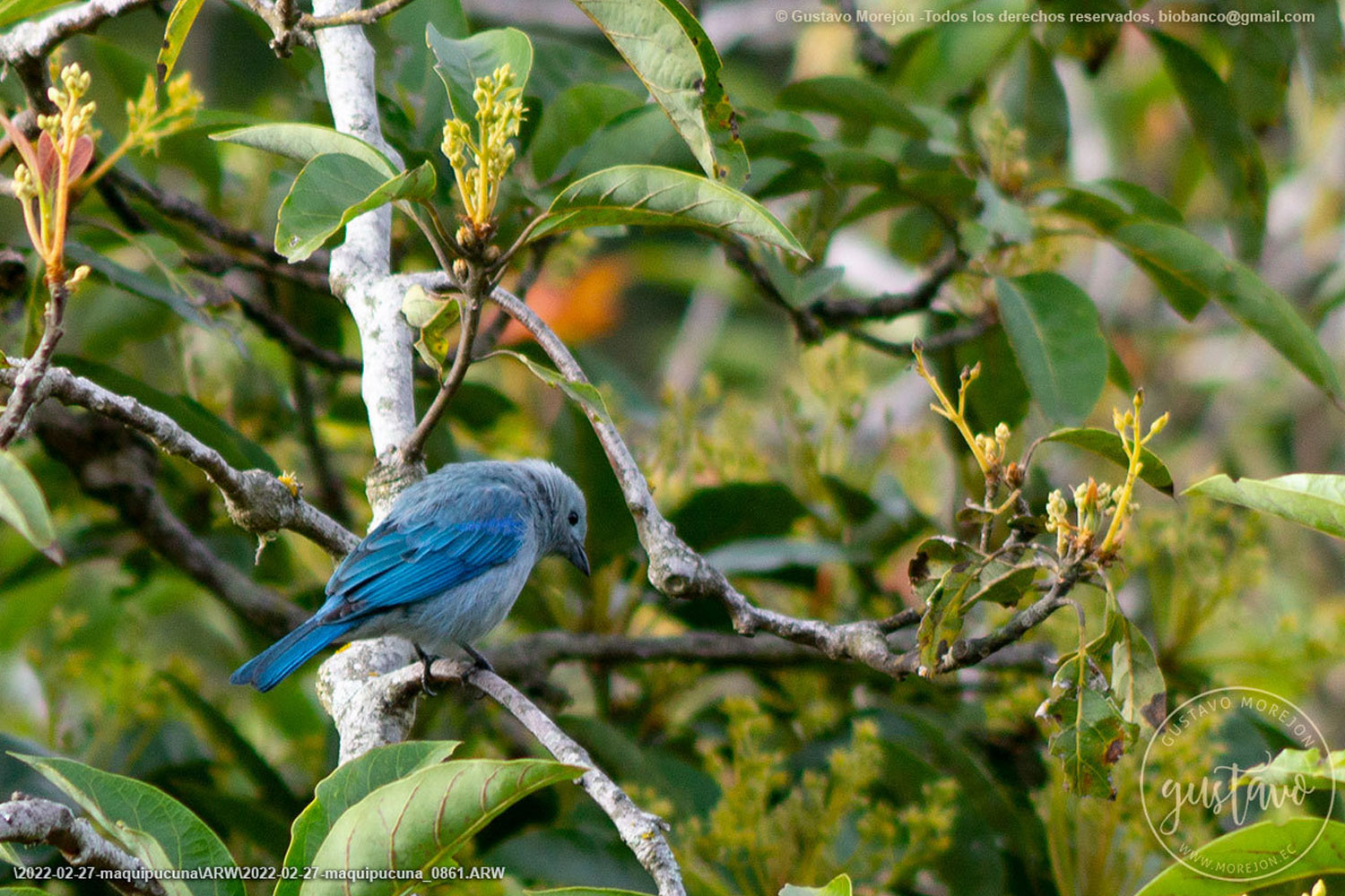 Thraupis episcopus (Linnaeus, 1766)