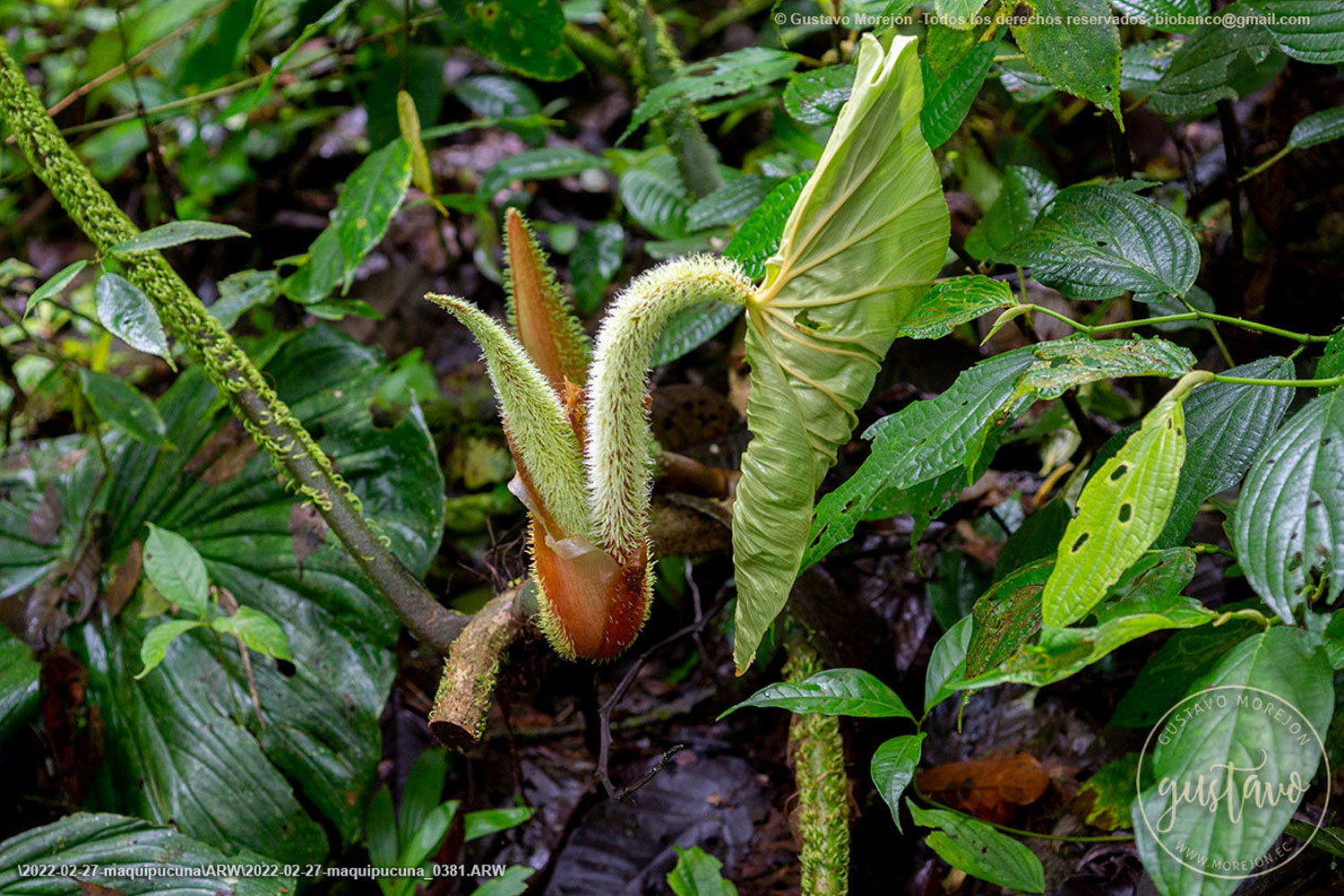 Philodendron fibrosum Sodiro ex Croat