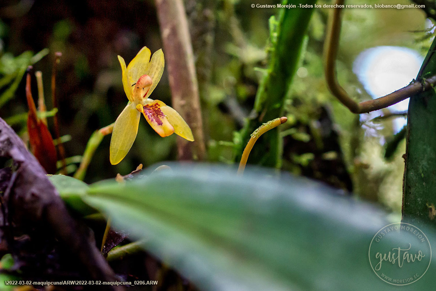 Maxillaria tenuibulba Christenson
