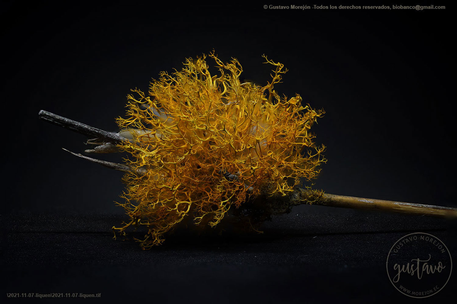 Teloschistes exilis (Mich.) Vain.