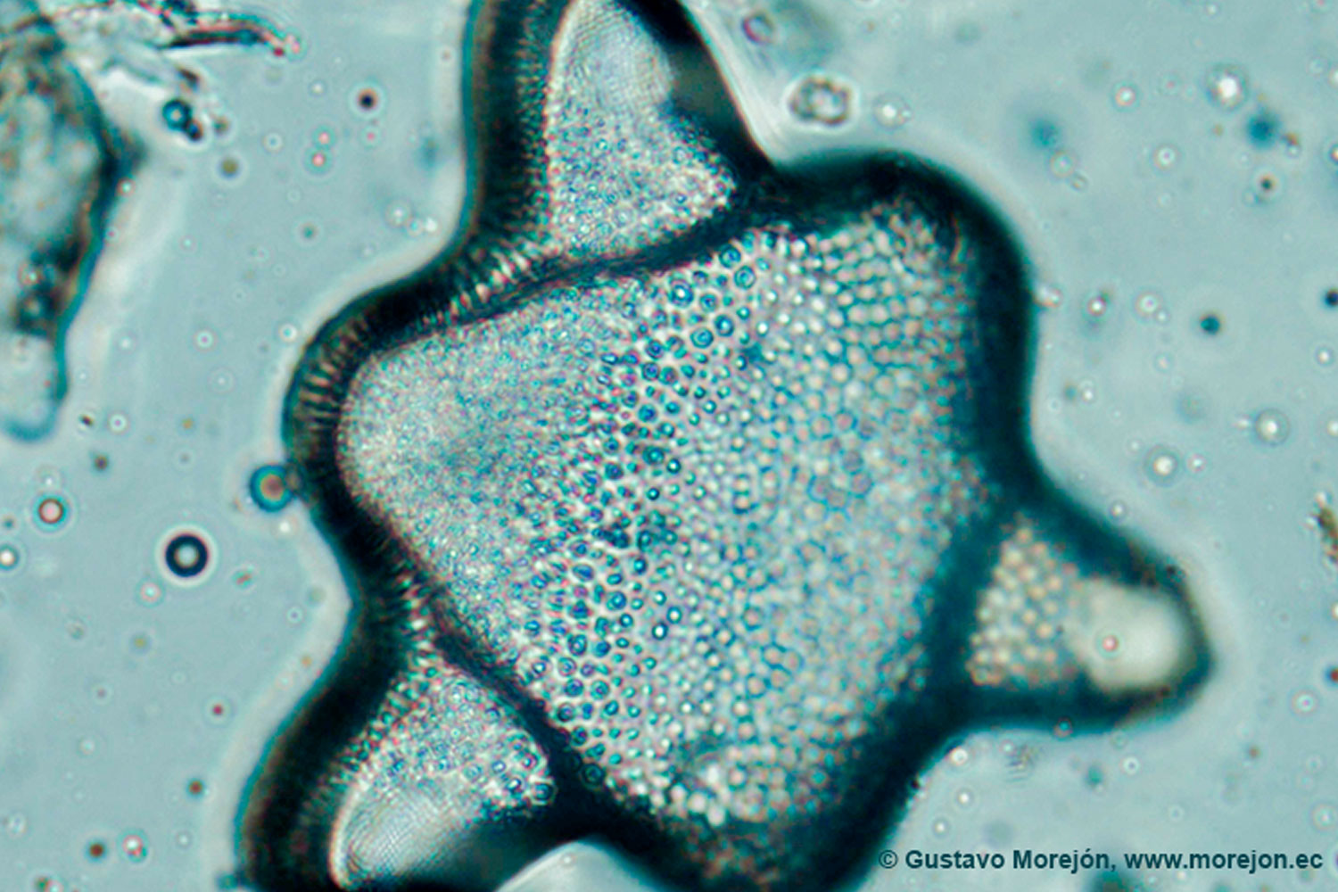 Hydrosera whampoensis (A.F.Schwarz) Deby, 1891