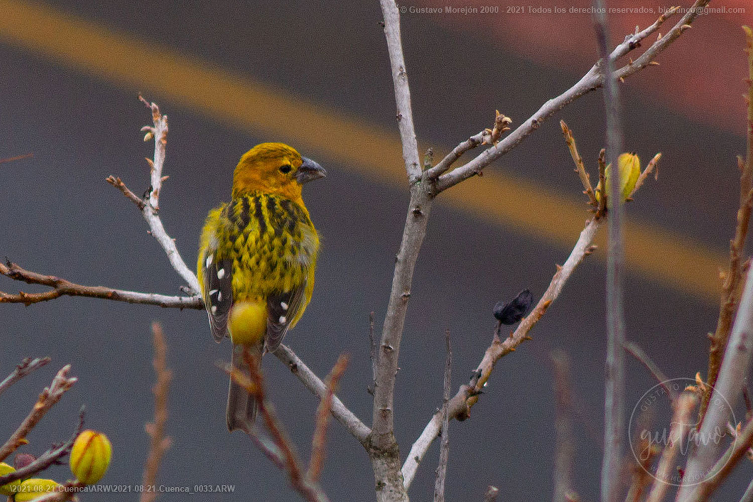 Pheucticus chrysogaster (Lesson, 1832)