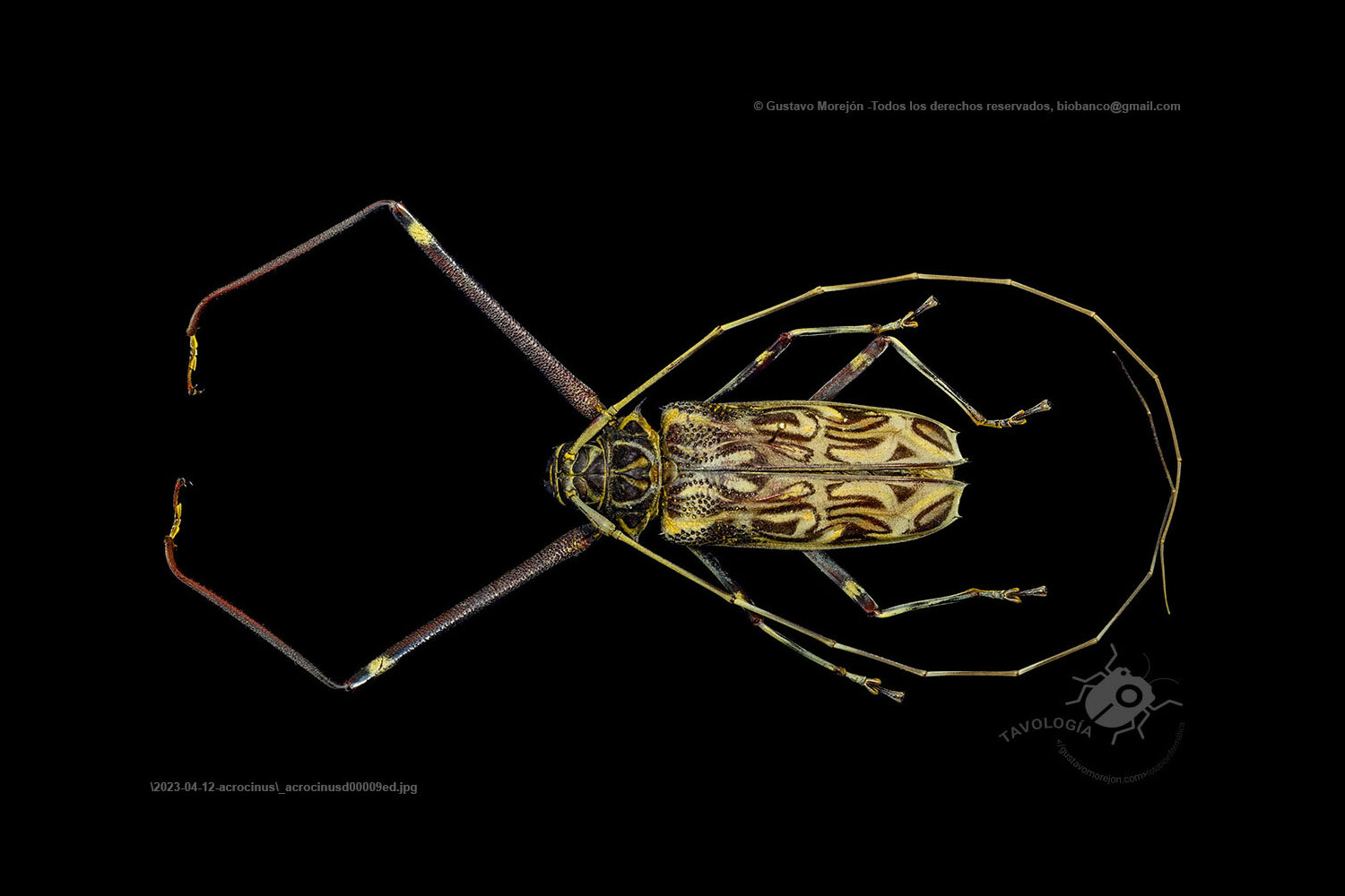 Acrocinus longimanus (Linnaeus, 1758)