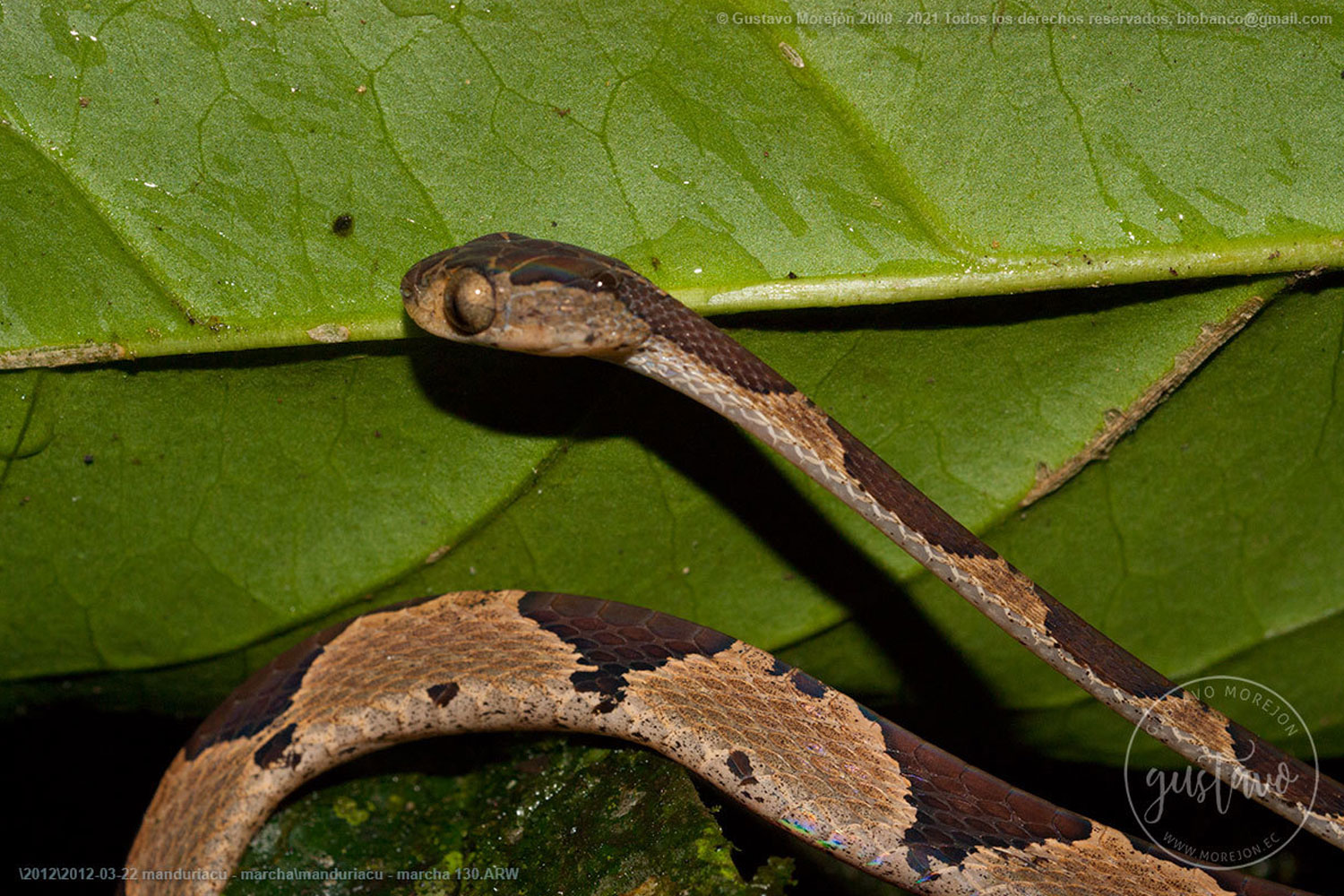 Imantodes cenchoa (Linnaeus, 1758)