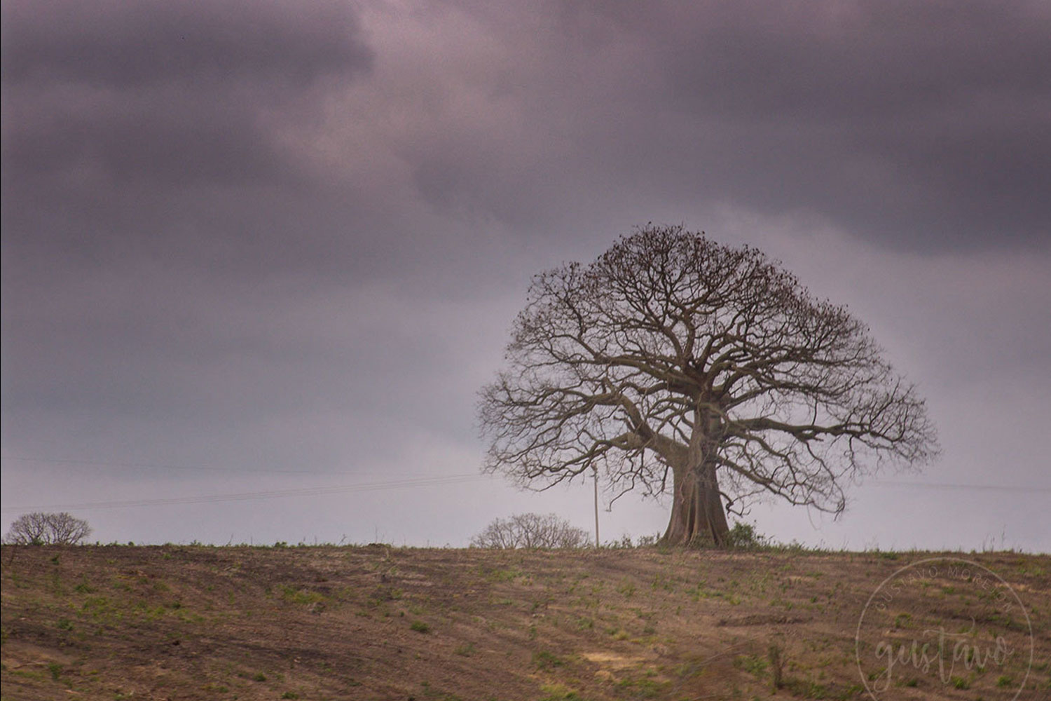 Ceiba trischistandra (A.Gray) Bakh.