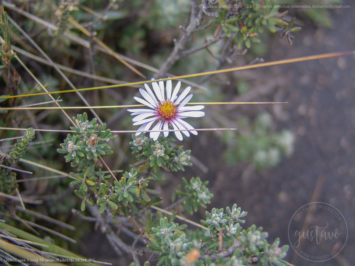 Diplostephium oblanceolatum S.F.Blake