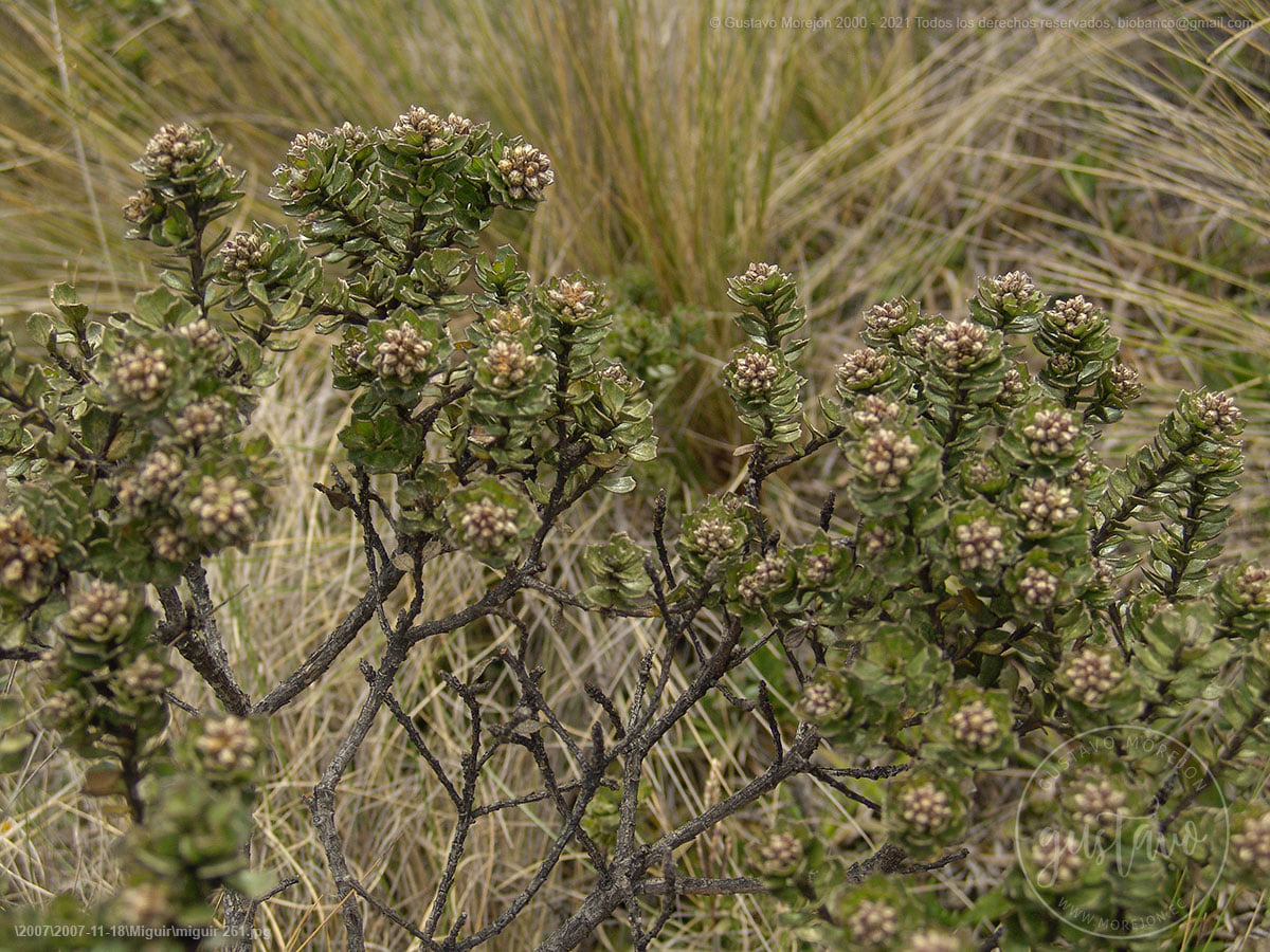 Baccharis tricuneata (L.fil.) Pers.